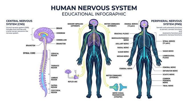 Human Nervous System Anatomy Diagram Showing Central Nervous System CNS with Brain and Spinal Cord, Peripheral Nervous System PNS with Spinal Nerves, Sensory Impulses, and Synapse Transmission