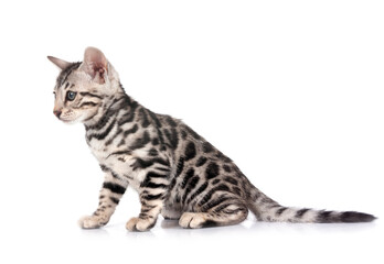 bengal kitten in studio © cynoclub
