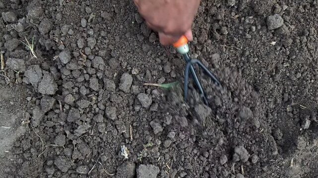 Gardener loosening soil with hand cultivator in garden