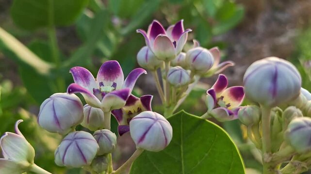 Crown Flower (Calotropis gigantea) Blooming in Natural Garden