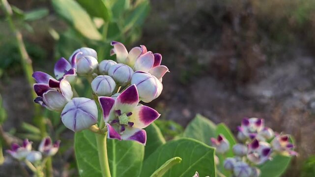 Crown Flower (Calotropis gigantea) Blooming in Natural Garden