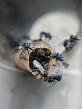 close up of kelulut worker bees (trigona) in the hive, stingless honey producing bees