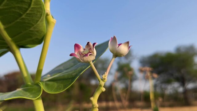 Crown Flower (Calotropis gigantea) Blooming in Natural Garden