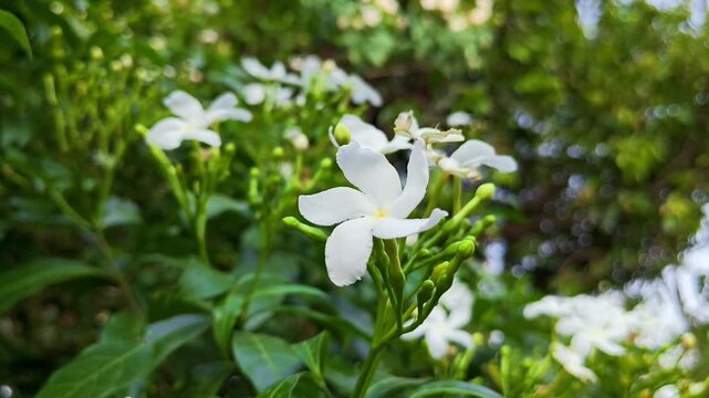 Beautiful white pinwheel flowers in natural light. Tabernaemontana divaricata