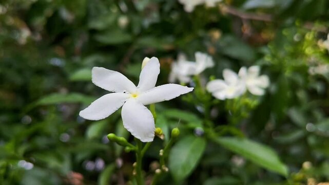 Beautiful white pinwheel flowers in natural light. Tabernaemontana divaricata