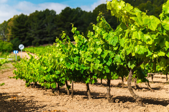 Vineyard rows in Catalonia with green grapevines under summer sunlight