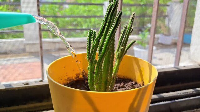 Watering a small green cactus succulent in a bright yellow pot