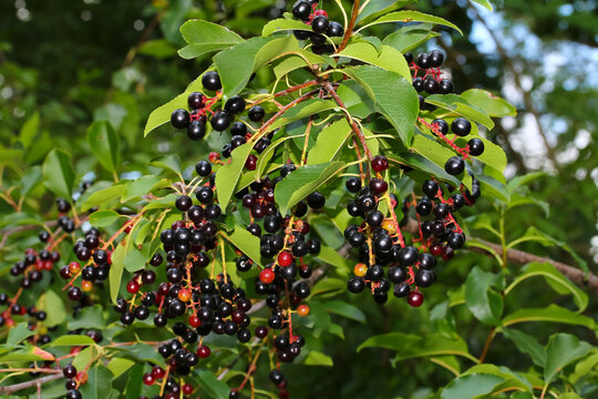 Schwarze und rote Fr&uuml;chte des Baumes Traubenkirsche, Prunus padus