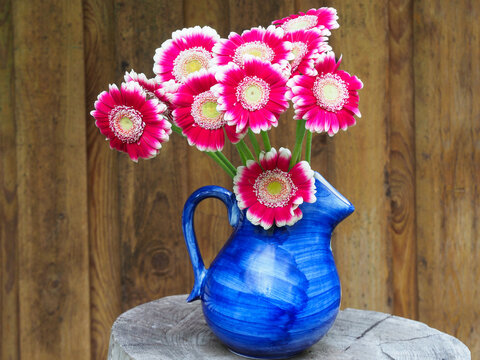 Gerbera in einer blauen Blumenvase mit Henkel