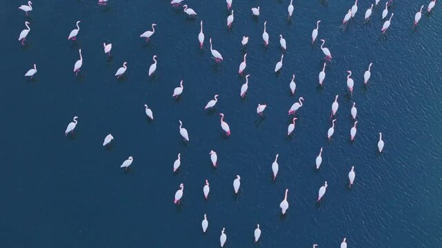 Top down view of flamingo flock in shallow wetland water. Pink birds form scattered patterns across the lagoon surface in natural habitat