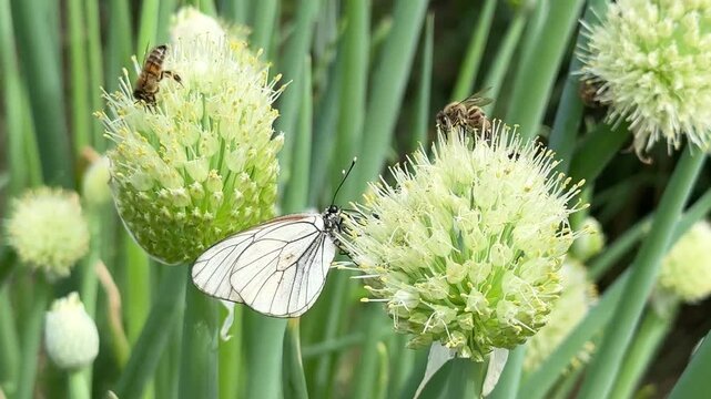 Close-up cinematic shot of butterflies, bees, and insects pollinating onion flowers, vibrant nature macro, wildlife in garden, summer bloom, ecosystem in action, delicate wings and nectar.
