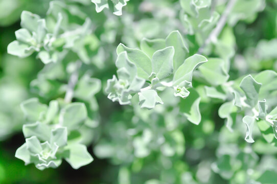 Leucophyllum frutescens ,. SCROPHULARIACEAE or Ash bush or Purple sage or Sensia or Silverleaf or Texas ranger or White sage