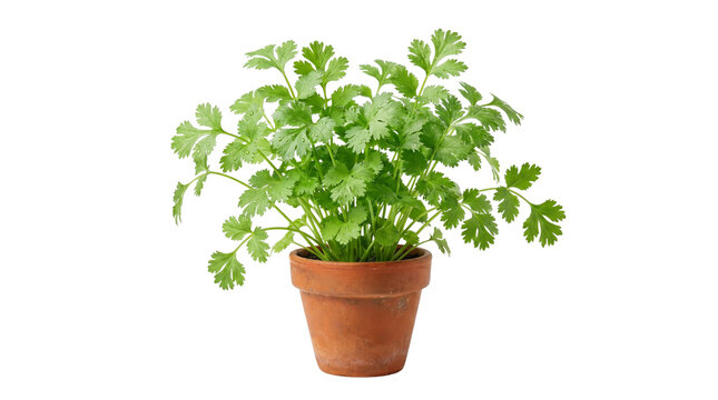 Fresh green cilantro plant in terracotta pot, organic coriander herb growing in clay planter, aromatic culinary herbs for home gardening and cooking isolated PNG with Transparent Background
