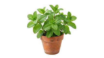 Fresh mint plant in terracotta pot, organic peppermint herb growing in clay planter, aromatic green spearmint leaves for culinary cooking and gardening isolated PNG with Transparent Background © MRamzan