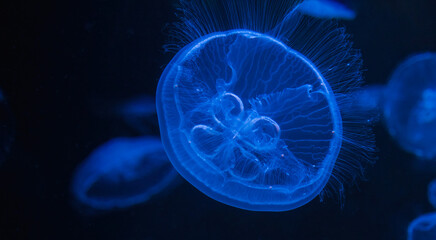 Translucent moon jellyfish, Aurelia aurita floating gracefully in deep blue water against a dark background © Space Creator