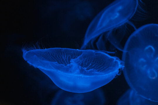 Translucent moon jellyfish, Aurelia aurita floating gracefully in deep blue water against a dark background
