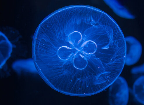 Translucent moon jellyfish, Aurelia aurita floating gracefully in deep blue water against a dark background