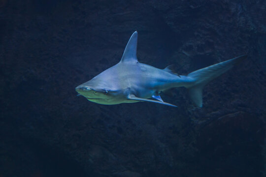 Sandbar shark, Carcharhinus plumbeus swimming in dark blue water against a rocky underwater background
