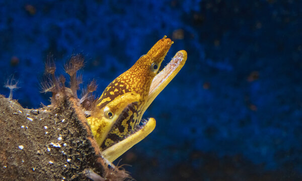 Two yellow moray eel, Muraenidae peeking out from a rusty metal pipe or shelter with its mouth open against a blue background