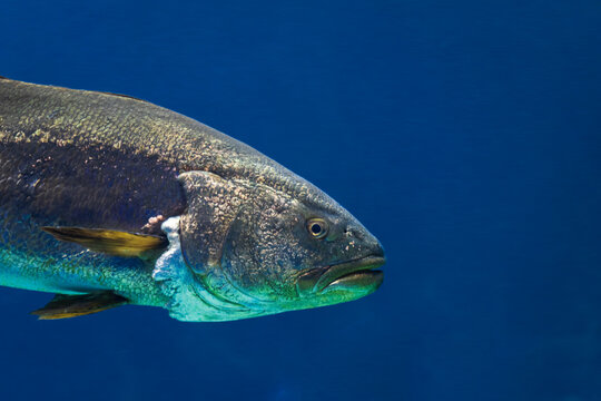 Large meagre fish, Argyrosomus regius swimming in clear blue water, close-up profile view