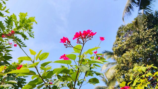 Beautiful Pink Jatropha Flowers Blooming Under Clear Blue Sky in Tropical Garden