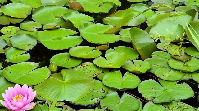 Pond covered with green lily pads and pink open flowers (Nymphaea) and buds, water surface, aquatic plants, wetland scene.