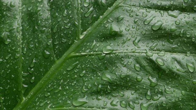 Extreme closeup large tropical taro elephant ear leaf filled with rain water droplets showing detailed vein texture green nature