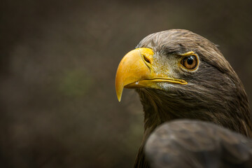 Obraz premium Detailed close-up portrait of a majestic White-tailed eagle (Haliaeetus albicilla), also known as the Eurasian sea eagle, highlighting its powerful yellow beak and piercing gaze in the wild.