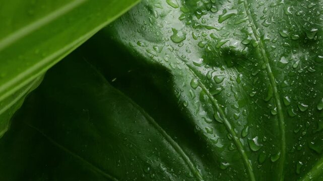 Extreme closeup large tropical taro elephant ear leaf filled with rain water droplets showing detailed vein texture green nature