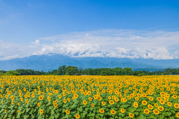 Fototapeta premium 山梨県 明野のひまわり畑