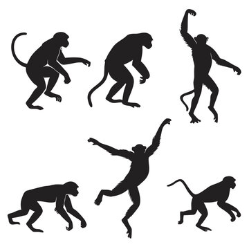 Vector illustration set of monkey silhouettes in various dynamic poses and movements with silhouette, wildlife
