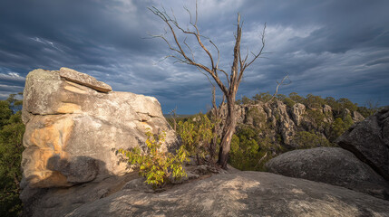 Fototapeta premium windswept. Solitary tree growing from rock crevice with windswept branches against dramatic sky. travel magazines, destination branding, designed for outdoor magazines and nature guides. 