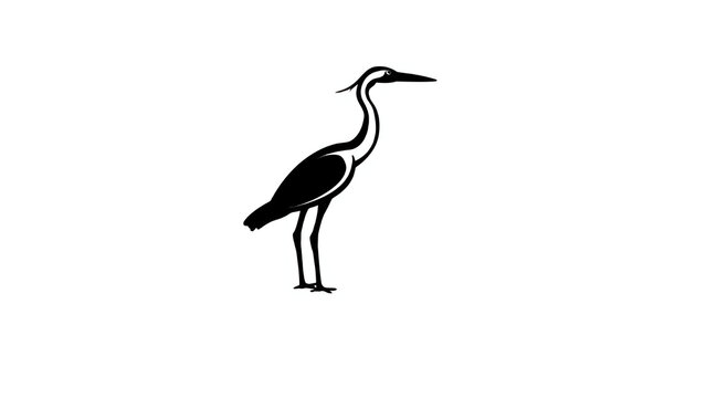 Black and white stork standing on one leg isolated on white background