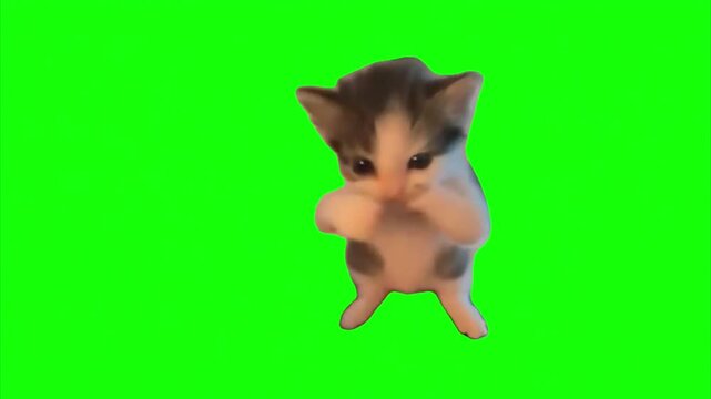 Cute Dancing Kitten on Green Screen Funny Cat Animation