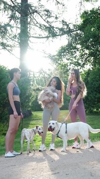 Three friends having a good time while walking their dogs on a sunny day in the park