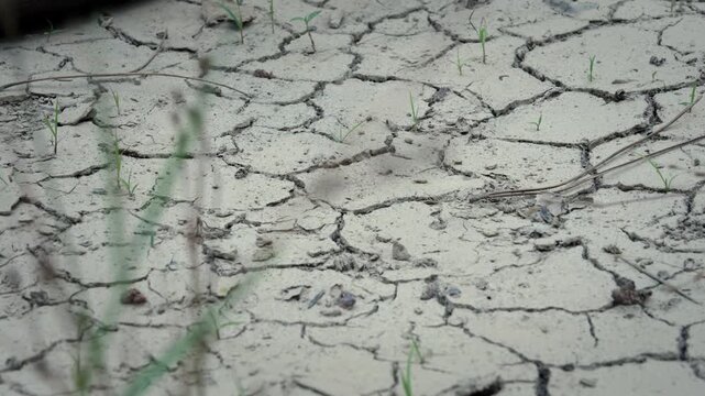 Environmental heatwave effects on dry parched earth landscape