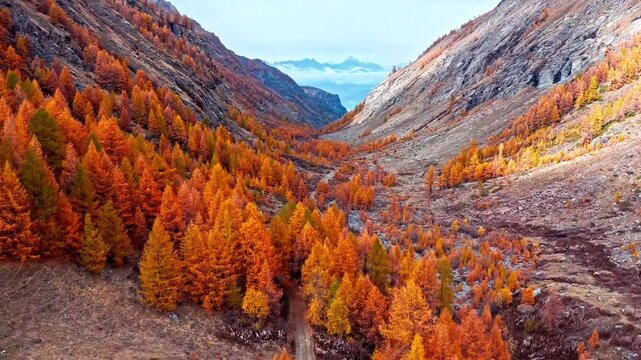 Aerial footage of vibrant orange forest in deep mountain valley in cinematic aerial landscape footage