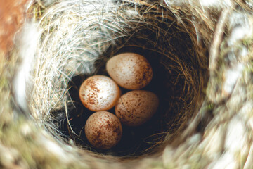 A close-up view of a bird's nest titmouse containing four speckled eggs. The nest is made of twigs and grass, showcasing natural textures and colors. © Екатерина Говорина