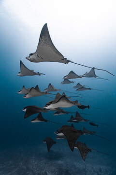 School of eagle rays swimming in clear blue water in the Maldives