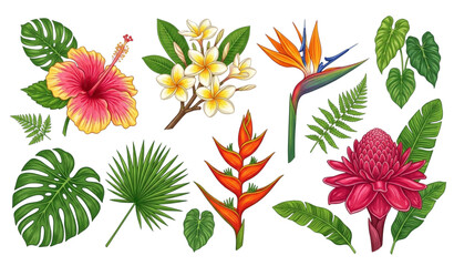 Naklejka premium Exotic Tropical Flowers Botanical Vector Collection