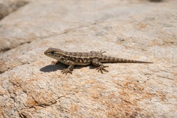 Fototapeta premium A reptile sits on a rocky outcropping, soaking up the warm sunlight