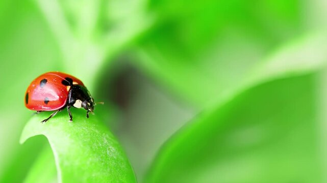 Close up of ladybug crawling on green leaf in slow motion in detailed close-up nature footage
