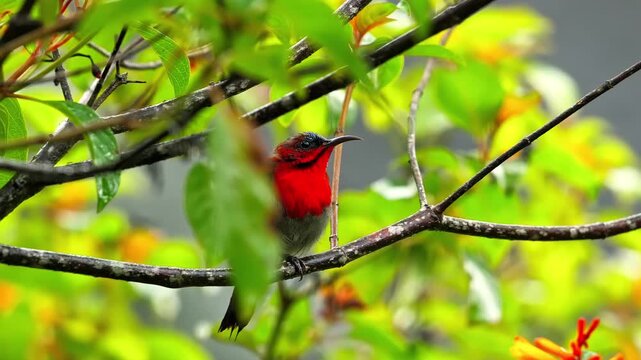 Crimson sunbird perched on branch among green leaves in natural bird wildlife footage