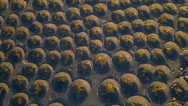 Aerial view of the unique volcanic soil pits and green grapevines in La Geria, Lanzarote, Canarias, Spain.
