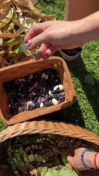 Shelling ripe harvested runner beans or Phaseolus coccineus by hands, into a basket outdoors in the garden. Evoking themes of agriculture, nature, and fresh organic produce.