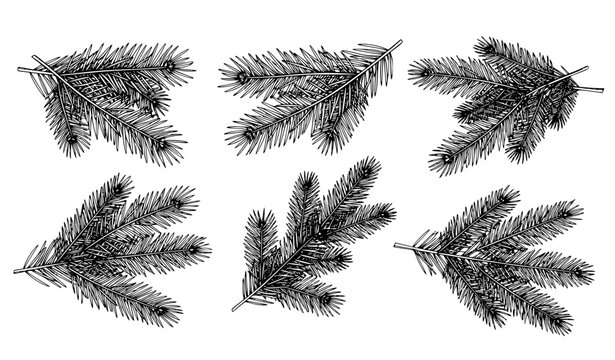 Vintage Hand Drawn Pine Tree Branch Vector Collection with Detailed Fir Needle Sprigs for Winter Holiday Cards and Christmas Festive Border Designs