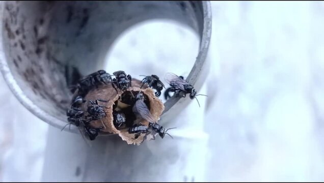 close up of kelulut worker bees (trigona) in the hive, stingless honey producing bees