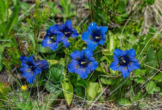 Fleur de Gentiane, Savoie, France