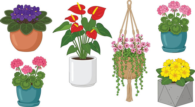 Indoor Potted Houseplants Vector Set with Blooming African Violet Anthurium Macrame Hanging Planter Geranium and Primrose Flowers for Home Decor