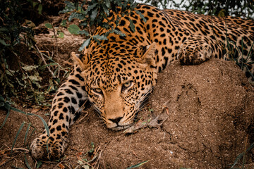 Leopard resting on termite mound in Sabi Sands Greater Kruger © Rebekka
